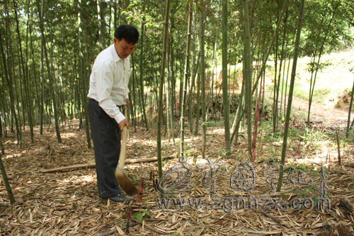 巫雪榮：種植雷竹奔富路
