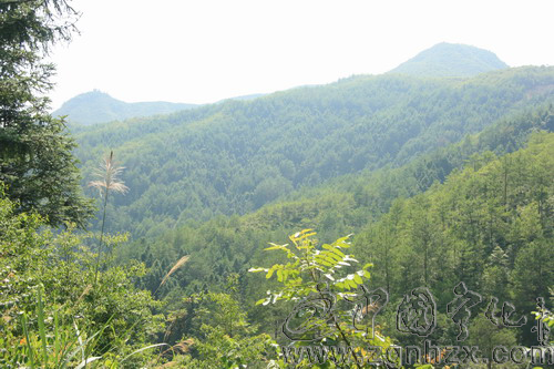 寧化84萬畝生態(tài)林有了“保護(hù)傘”