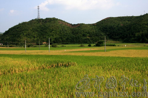 寧化多措并舉推進糧食高產創建