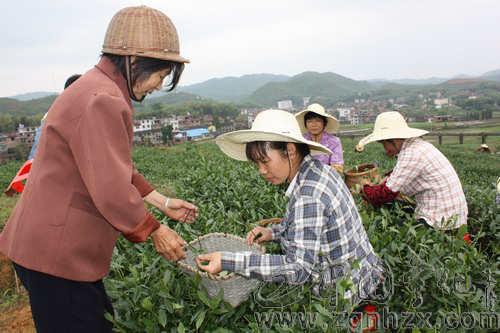 安溪師傅寧化傳茶藝