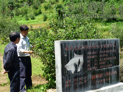 延祥半野生茶納入省茶樹優異種質資源保護