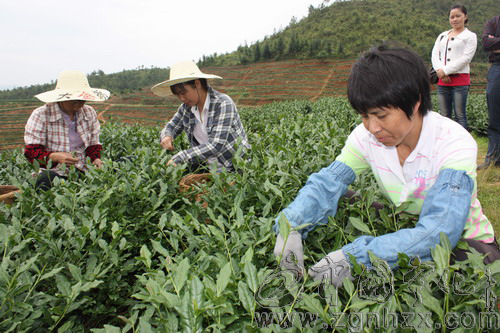 寧化中沙鄉7000畝春茶開采