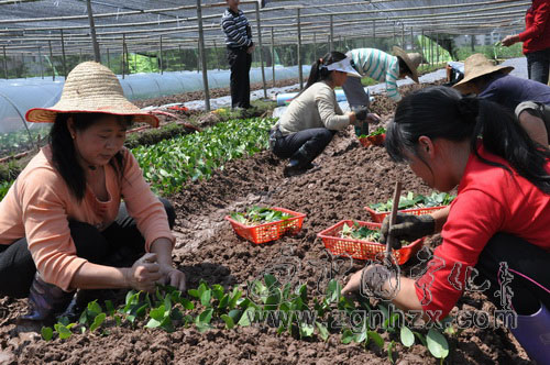 寧化培育高產(chǎn)油茶嫁接苗150萬株