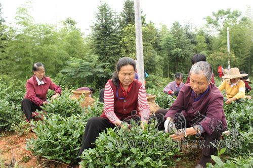 寧化春輝茶業(yè)連年受益“6.18”