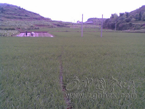 淮土鄉優惠政策扶持再生稻種植