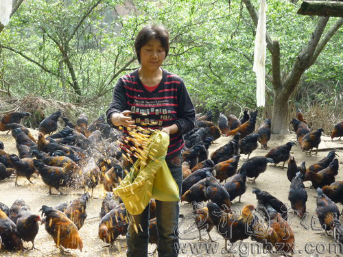 官林金林下養雞嘗甜頭