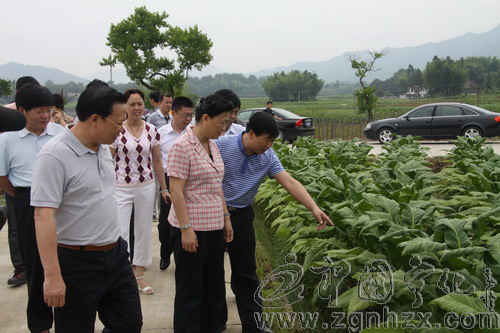 俞惠梅考察寧化煙葉基地建設(shè)情況