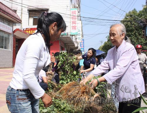 端午涼茶  飄香翠城