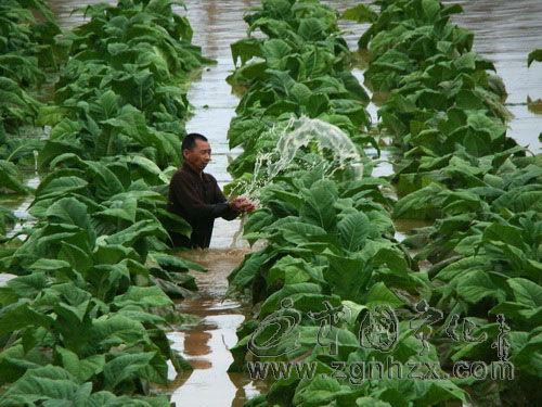暴雨襲擊寧化 萬余畝煙葉受災(zāi)