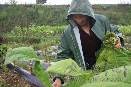 寧化六萬畝烤煙受淹　廣大煙農(nóng)積極自救