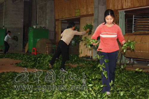 寧化縣產業調整振興有了新引擎