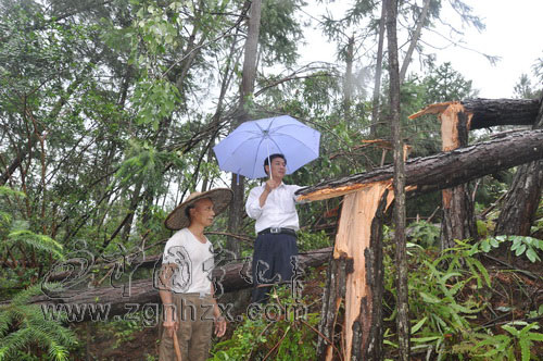 儒地村刮龍卷風(fēng)　折毀林木近千畝