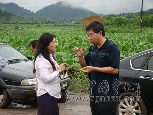 300畝臺灣“越光米”種植項目落地寧化