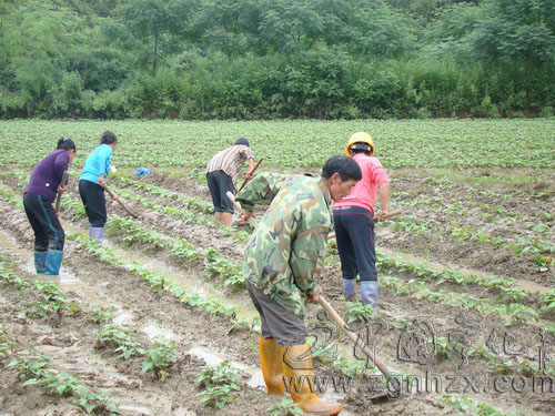 寧化：“檳榔芋大王”不等不靠忙補種