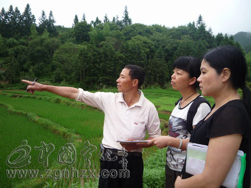 泉上鎮600余畝水稻受災戶獲10萬元理賠