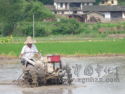 泉上鎮：完成夏種作物16000畝