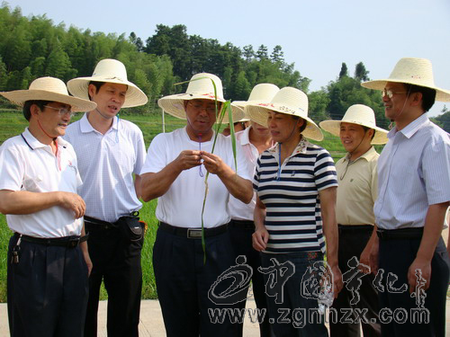 謝華安院士來寧指導(dǎo)河龍貢米和再生稻生產(chǎn)