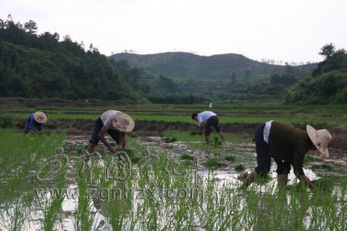 寧化農民不誤農時補種改種
