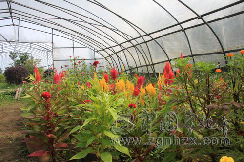 寧化6萬多農(nóng)戶悄然轉(zhuǎn)型