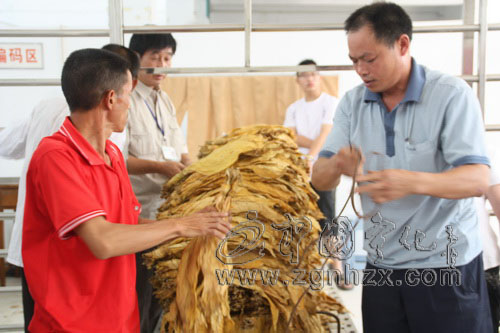 寧化昨日開稱收購烤煙 便民措施增多