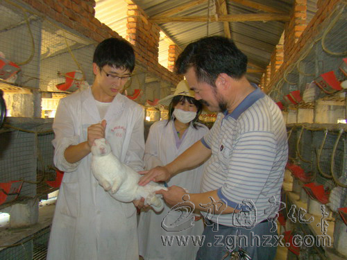 鑫鑫獺兔：5年孵出億元大產(chǎn)業(yè)