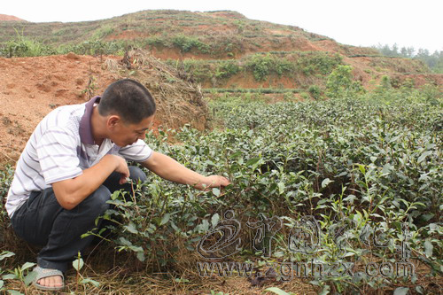 茶園養(yǎng)雞 雞糞變寶