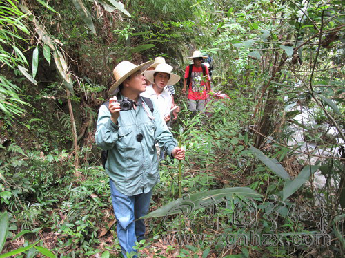 寧化新發(fā)現(xiàn)300余種中藥材