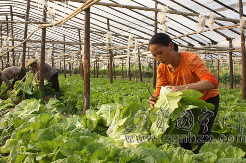 寧化災后第一批大棚蔬菜面市