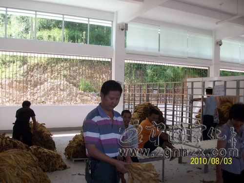 方田鄉(xiāng)采取補(bǔ)救措施確保煙農(nóng)利益