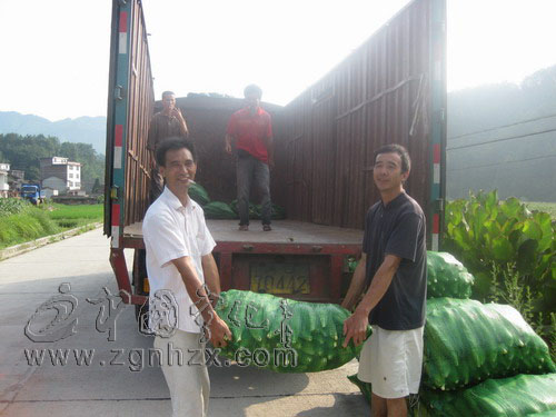 蔬菜合作社讓畬鄉(xiāng)育婦嘗甜頭