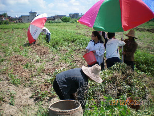 寧化湖村5000畝花生喜獲豐收
