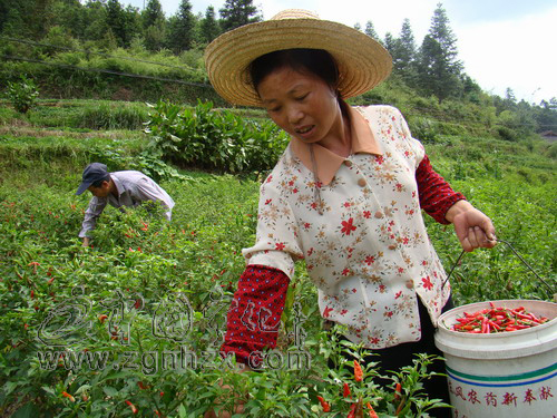 治平畬族鄉千畝指天椒映紅致富路