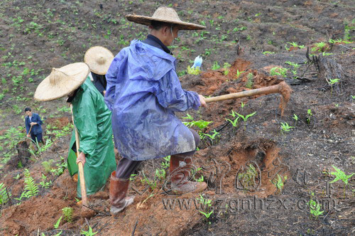 寧化1.5萬畝新造林獲中央財政補貼