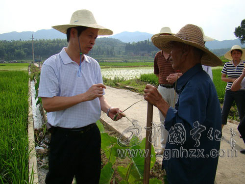 寧化植保專家為防控水稻普矮病支招