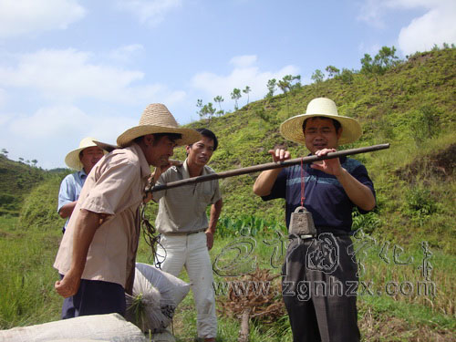 淮土鄉(xiāng)百畝再生稻頭季喜獲豐收