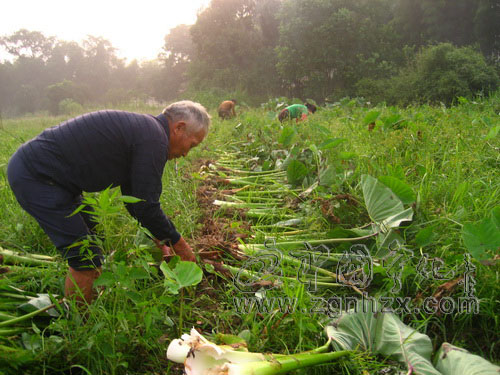 寧化檳榔芋災(zāi)后不減收