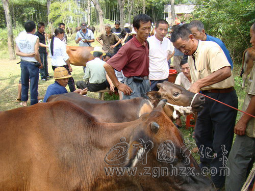 寧化湖村鎮(zhèn)店上村牛會交易紅火