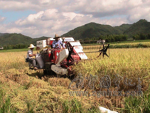 泉上鎮(zhèn)機收水稻2萬畝 節(jié)約成本200萬