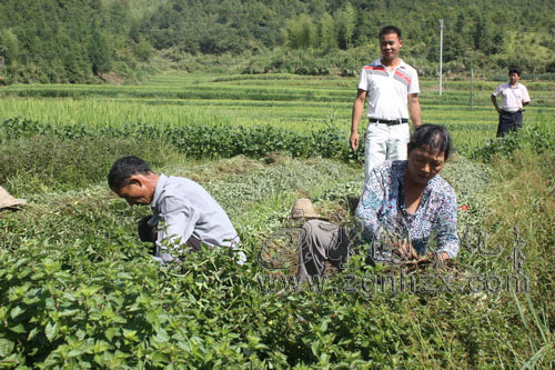 鄧永海：返鄉青年種仙草