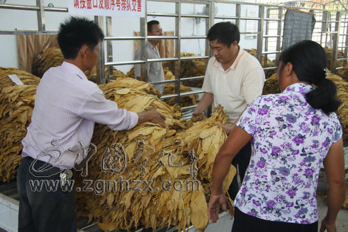 寧化煙葉產量全省首位  總量突破20萬擔