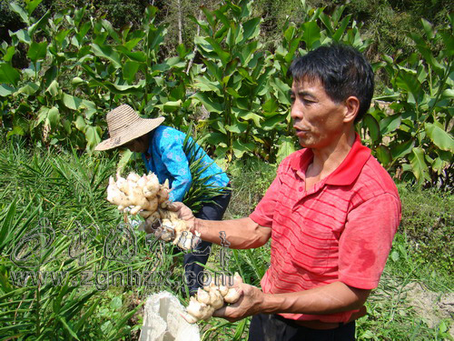 治平畬族鄉(xiāng)災后補種“臺灣肥姜”獲豐收