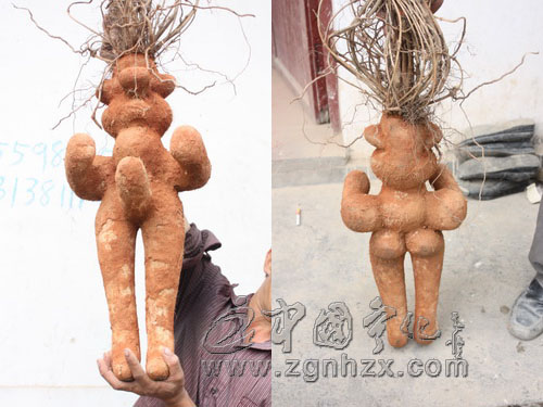 3000元購人形何首烏 估計是打水漂了