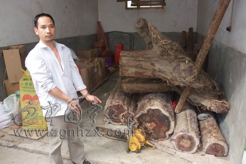 斬斷非法采伐南方紅豆杉的黑手