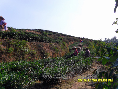 量減價增，全縣茶農制茶忙