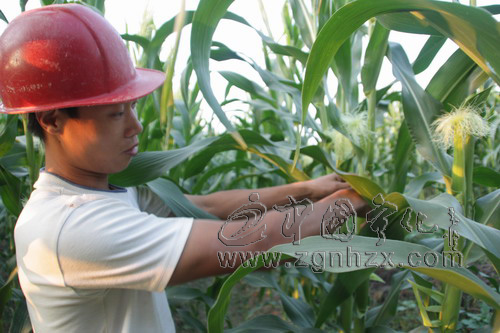 湖村鎮龍頭村訂單種植讓旱地種出水田效益