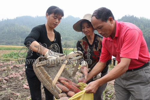 寧化500畝甘薯新品種喜獲豐收