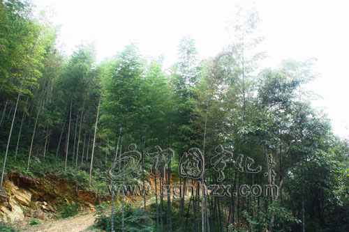 “畬鄉巨變”④：拳拳愛心灑畬鄉