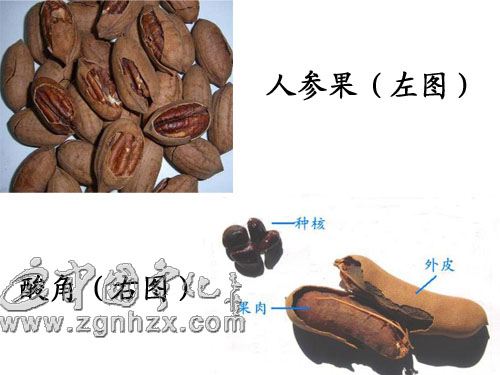 寧化城關(guān)有人賣假“人參果”