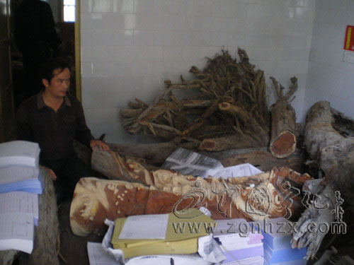 非法加工紅豆杉　出逃后又自首