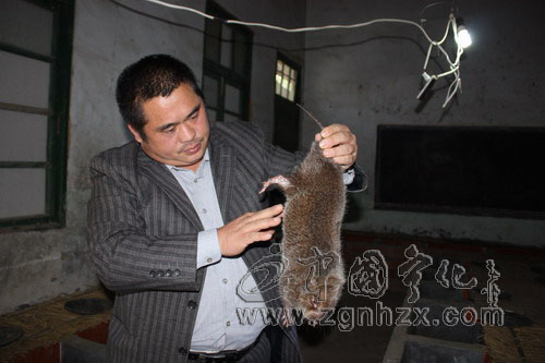 網(wǎng)上賣竹鼠 客從千里來